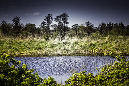pond, water, landscape, reed, nature, meadow