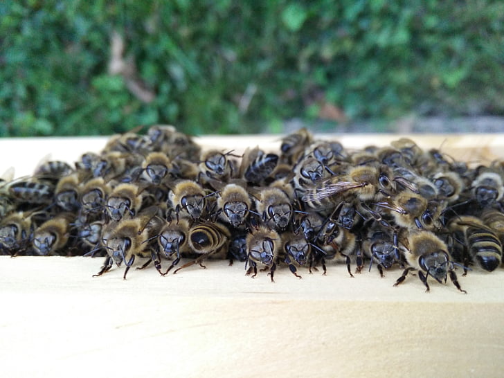 abeilles, apiculteur, abeilles à miel, insecte, nature, fermer, animal