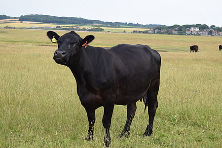 black, cow, field, grass, cattle, agriculture, nature