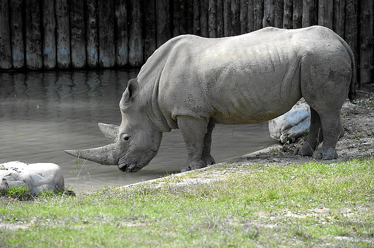 Rhino, animaux, gros gibier, pachyderme, Parc naturel, mammifère, Zoo