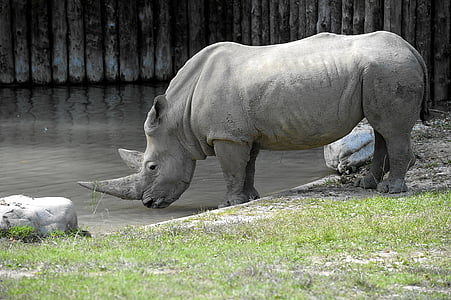 Rhino, živali, velike divjadi, Debelokožac, Krajinski park, sesalec, živalski vrt