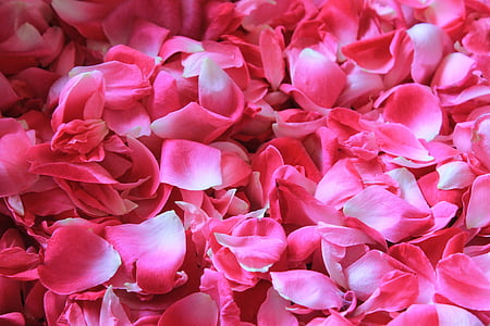 petali di rosa, fiore, pot-pourri, natura, petalo, pianta, Sfondi gratis