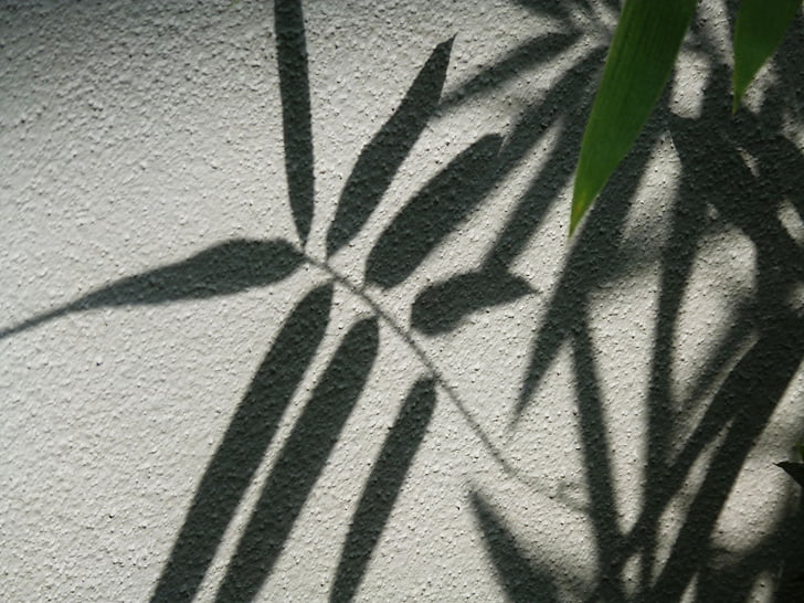 leaves, wall, silhouette, leaf, plant, nature, texture