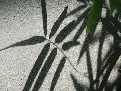 lá, bức tường, Silhouette, lá, thực vật, Thiên nhiên, kết cấu