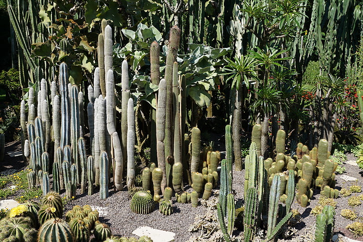Cactus, vert, plante, jardin botanique, Überlingen, pénis, nature