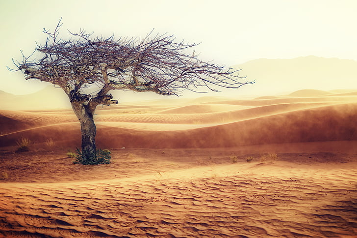 desert, drought, landscape, sand, tree, nature, sand dune
