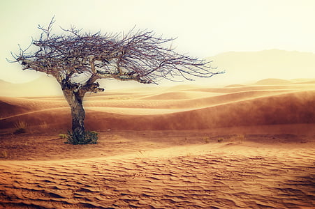 ørken, tørke, landskab, sand, træ, natur, sand dune