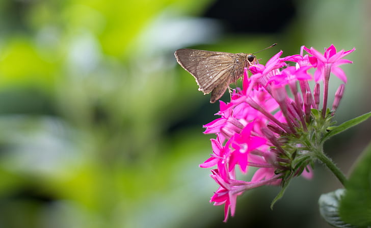 mariposa, polilla de la, brotes, Close-up, libélula, jardín, insectos