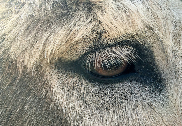 mata hewan, bulu, bulu mata, keledai
