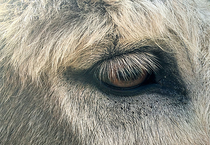 animal eye, fur, eyelashes, donkey
