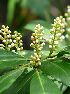 Prunus laurocerasus, Bud, Bush, flor, floración, Blanco, planta