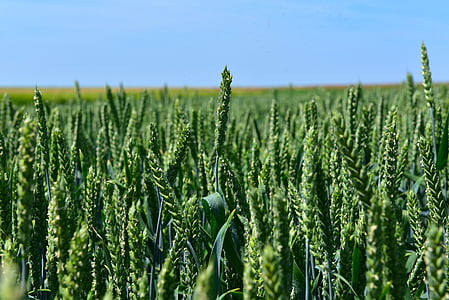 gandum, oleh chaitanya k, tanaman, pertanian