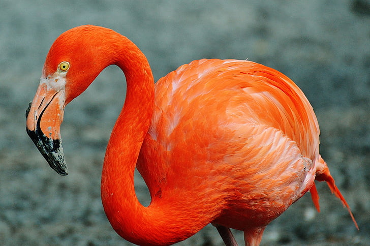 Flamingo, uccello, colorato, Tierpark hellabrunn, Monaco di Baviera