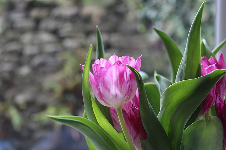 Tulip, Hoa, màu hồng, bóng đèn, mùa xuân, Thiên nhiên, Hoa