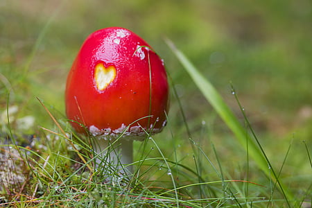 fly-agaric, mushroom, landscape, meadow, red mushroom, nature, heart