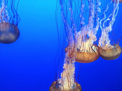 albastru, Monterrey, ocean, meduze, mare, marină, acvariu