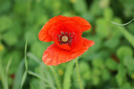 poppy, brightly colored, red, spring, flower, nature, field