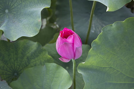 Lotus, květiny, lotosový list, květ, rybník, list, okvětní lístek