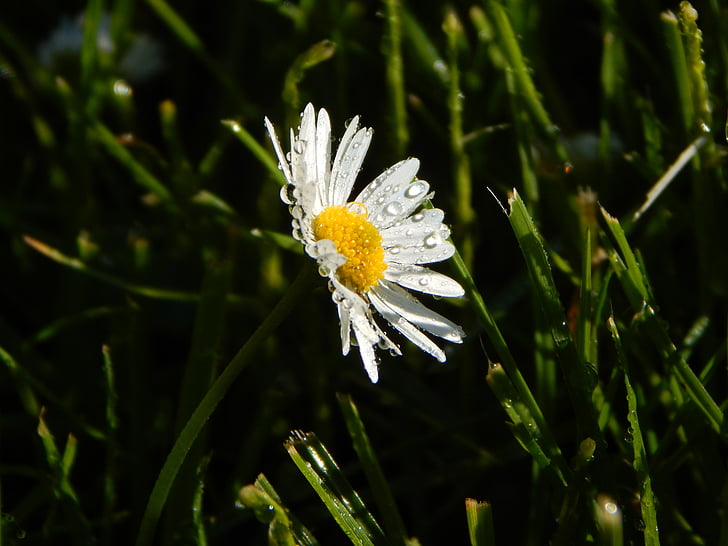 Daisy, Meadow, mùa hè, Hoa, Thiên nhiên, đồng cỏ Hoa, nở hoa