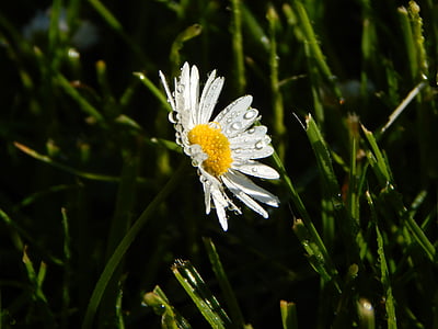 Daisy, Wiese, Sommer, Blumen, Natur, Blumenwiese, Bloom