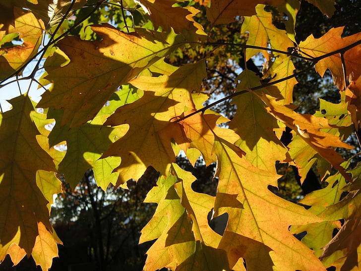 葉, 秋, 出てくる, オレンジ, ゴールデン, 明るい, 半透明