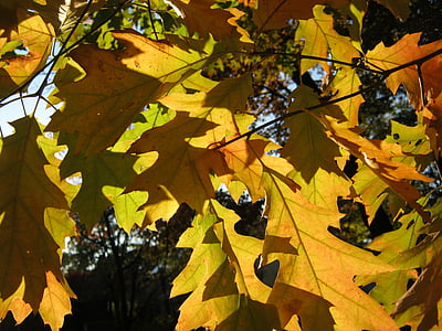 listy, podzim, se objeví, oranžová, zlatý, světlé, průsvitné
