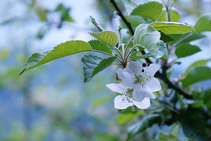 Apple blossom, jaro, květ, den země