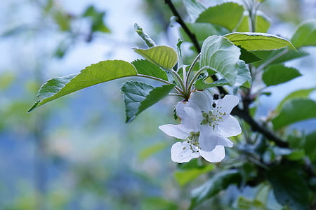 flor de la manzana, primavera, flor, día de la tierra