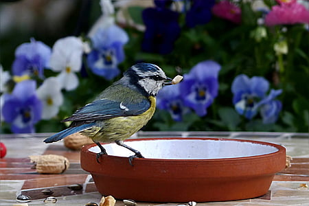 bird, tit, blue tit, cyanistes caeruleus, foraging, garden, spring