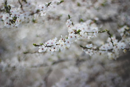 Blanco, flor, floración, bokeh, desenfoque de, árbol, planta