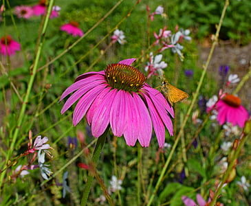 Tawny hranami skipper, motýl, růžová, Echinacea, kužel květ, léčivé, zahrada