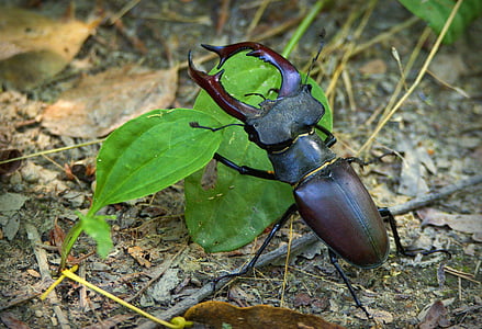 roháč, lucanus cervus, beetle, large, insect, antlers, forest