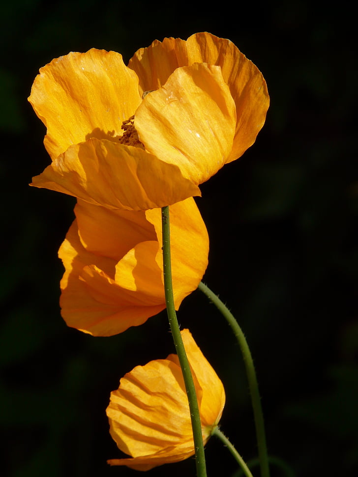 giallo, Foto, colpo, papavero di Islanda, fiore, pianta, luce posteriore