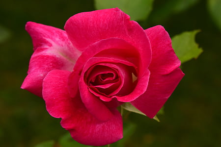 Rose, blizu, cvet, cvet, cvet, makro, rdeča