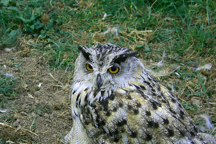 Owl, con chim, trí tuệ