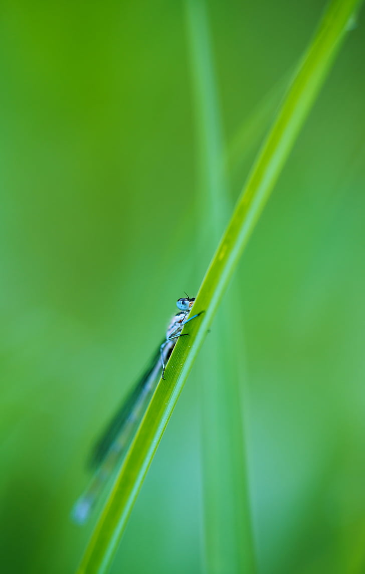 kleine dragonfly, gras, insect, Dragonfly, ogen, natuur, blauw