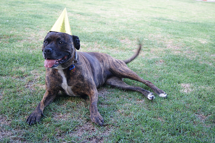 staffy, hond, verjaardag, Staffordshire, Bull Terriër, Brindle, ontspannen