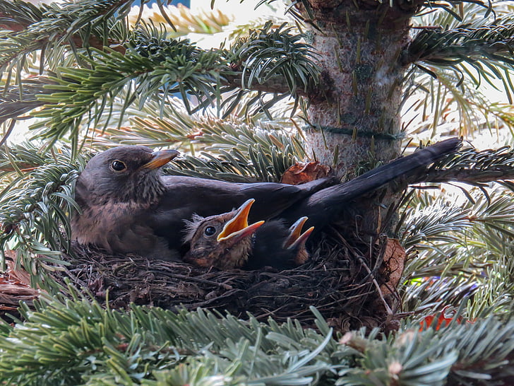 bird, blackbird, nest, bird's nest, blackbird nest, bird young, young birds