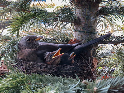 oiseau, Blackbird, NID, nid d’oiseau, nid de Merle, jeunes oiseaux, les jeunes oiseaux