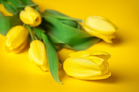 flors, primavera, tulipes, planta, Prat, vacances, groc