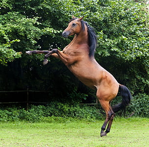 Arabci, žrebec, angleški čistokrven konj arabski, konj, pferdeportrait, arabski konj, živali