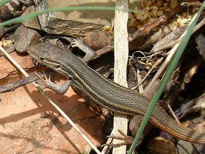 lizard, detail, sargantana, scales, reptile