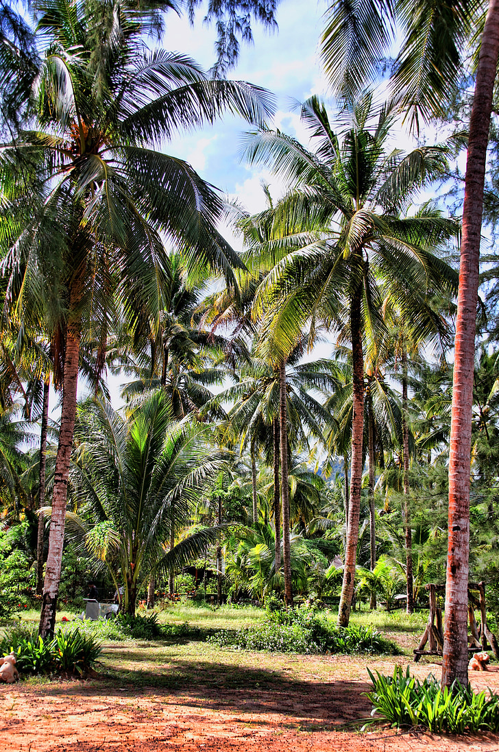 thailand, palm trees, holiday, landscape, asia, nature, mood