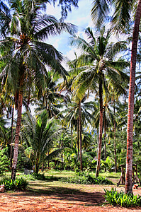 Thailand, palmbomen, vakantie, landschap, Azië, natuur, stemming