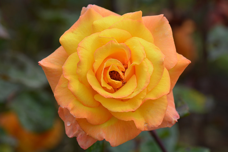 yellow rose, rose, flower, nature, macro