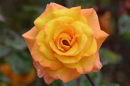 gul rose, steg, blomst, natur, makro