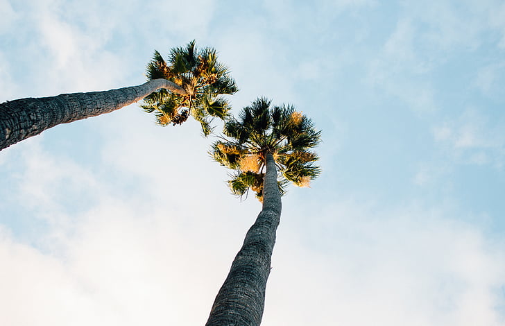 two, palm, trees, tree, palms, nature, day