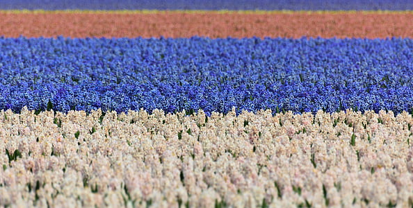 hyacinth, field, fields, blue, white, background, wallpaper