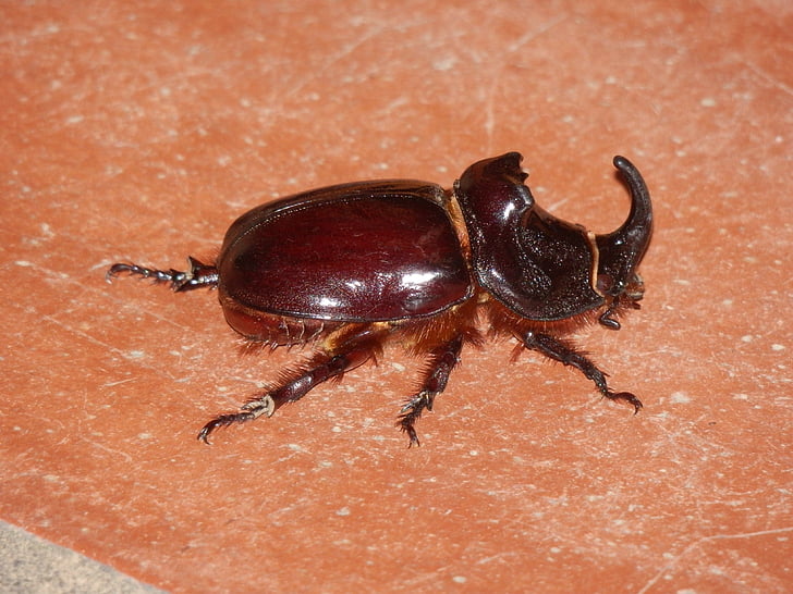 rhinoceros beetle, insect, riesenkaefer, beetle, brown, horn, scarabée rhinocéros