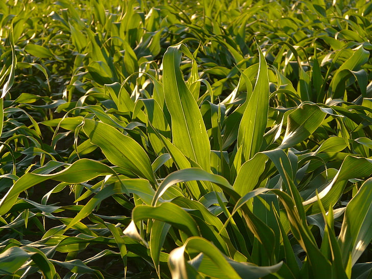 Cornfield, Corn bladeren, maïs, veld, teelt, groen, blad
